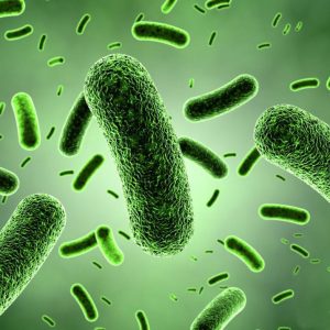 Best Probiotic Supplements Products - Natural Probiotics Lactococcus Lactis